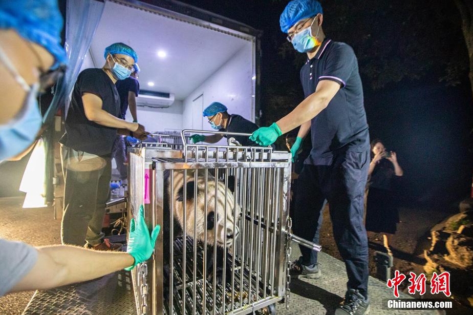 パンダの「春生」と「香果」が杭州動(dòng)物園に到著　浙江省