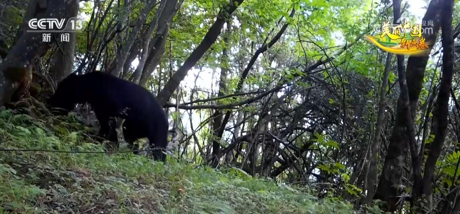 湖北省堵河源のツキノワグマの數(shù)が徐々に増加