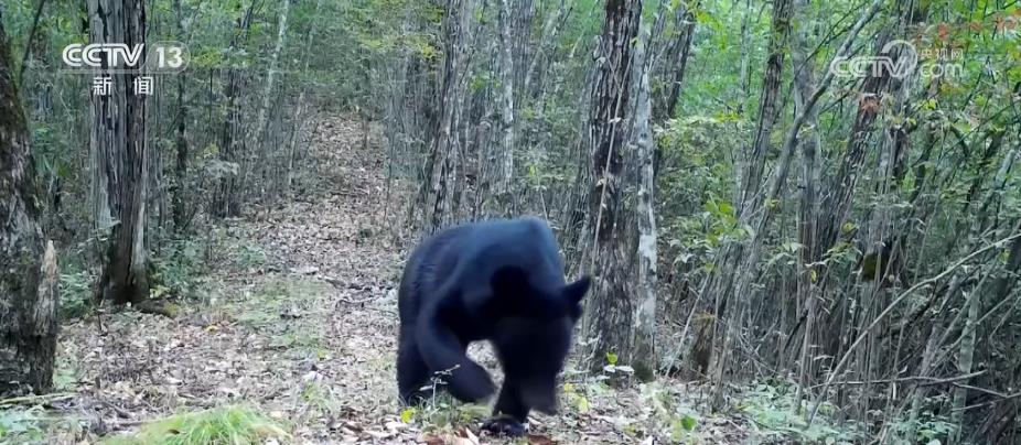 湖北省堵河源のツキノワグマの數(shù)が徐々に増加