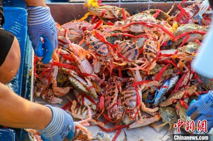 広西?北海の港灣ふ頭に現(xiàn)れた「魚市場」　漁解禁後初の漁獲がずらり