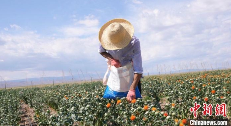 ベニバナで富を築く新疆吉木乃県