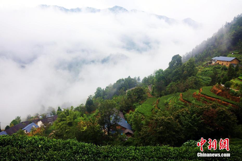 幻想的な景色広がる三峽ダム區(qū)の「雲(yún)海茶谷」　湖北省