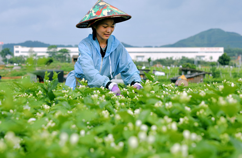 小さなジャスミンの花が振興する農(nóng)村の大産業(yè)　広西?橫州市