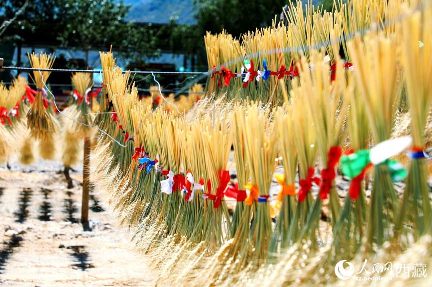 天日干しにされた麥穂で作るのは所得増を後押しする「蔵年花」　西蔵