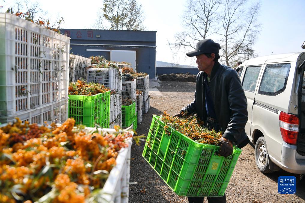 「大きな」産業(yè)を生み出す「小さな」サジー　河北省沽源