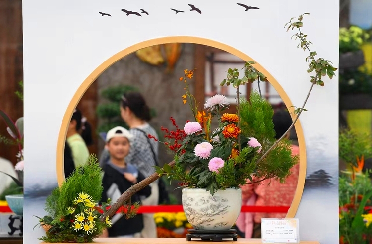 2400多種類以上のキクの花を展示　江蘇省南京市江寧區(qū)