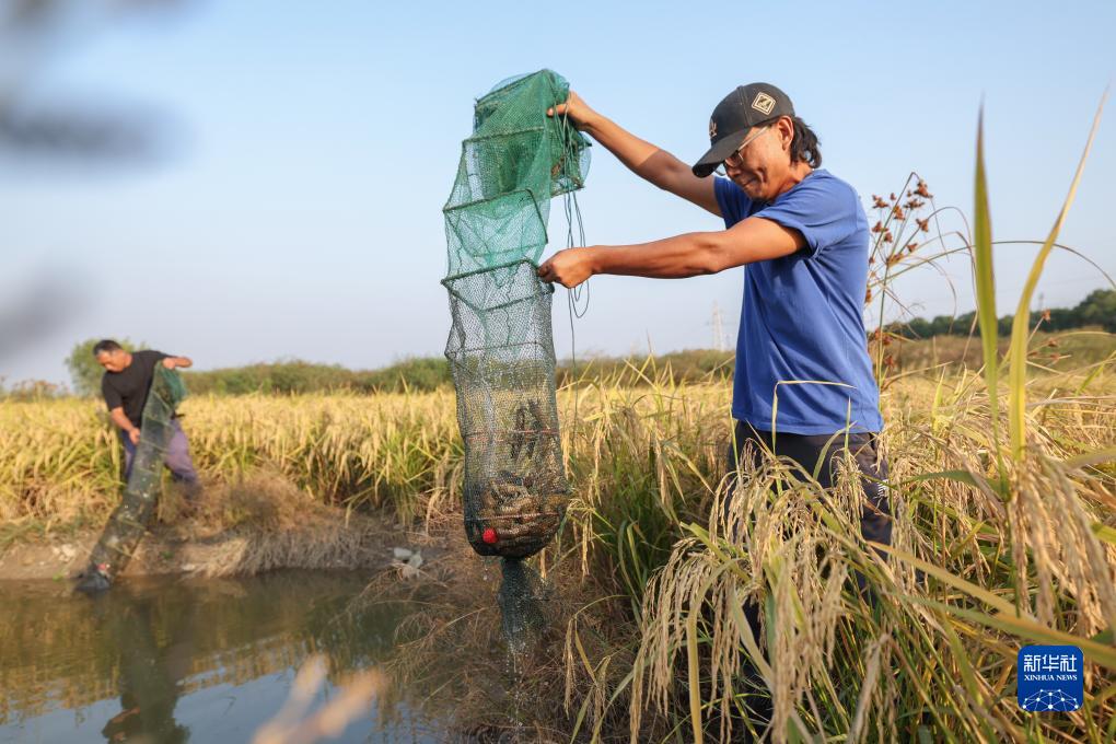 初の出荷迎えた水田養(yǎng)殖のザリガニ　浙江省