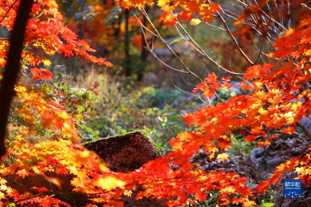 紅葉が見(jiàn)頃を迎え、鮮やかな色に染まった山々　遼寧省本渓