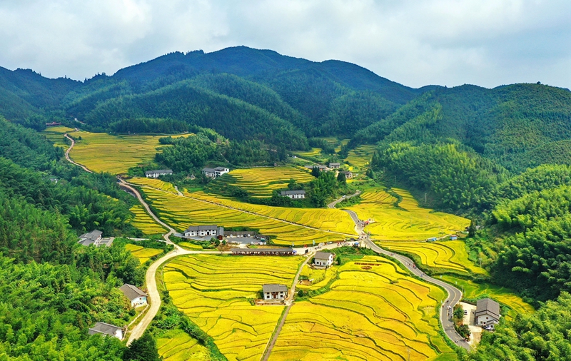 中國各地で秋の収穫　収穫作業(yè)は全國で半分以上が完了