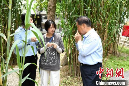 國(guó)家菌草工學(xué)技術(shù)研究センター首席科學(xué)者で、國(guó)連國(guó)際生態(tài)安全科學(xué)アカデミー會(huì)員の林占熺氏が2022年7月、福建農(nóng)林大學(xué)菌草園で學(xué)生に柔らかい菌草を試食させていたところ。撮影?王東明