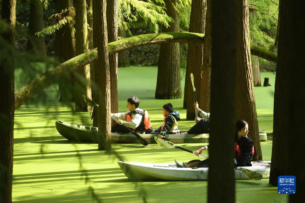 水草に覆われた「抹茶色の森林」をカヌーで進(jìn)む　浙江省