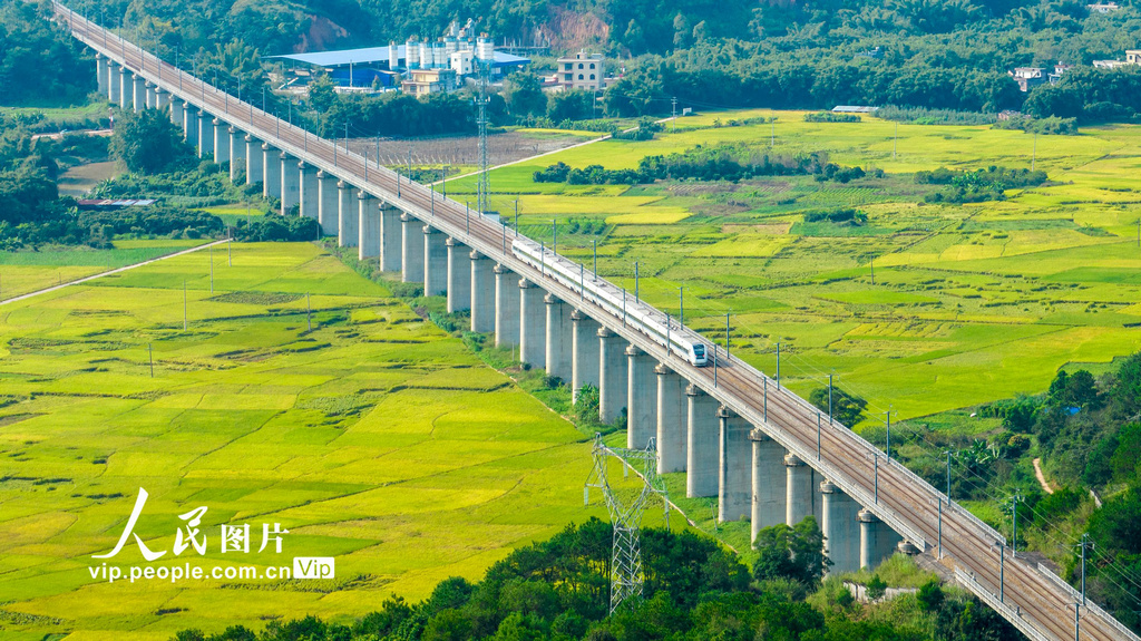 稲の香り漂う黃金の田園風(fēng)景を疾走する高速鉄道　広西