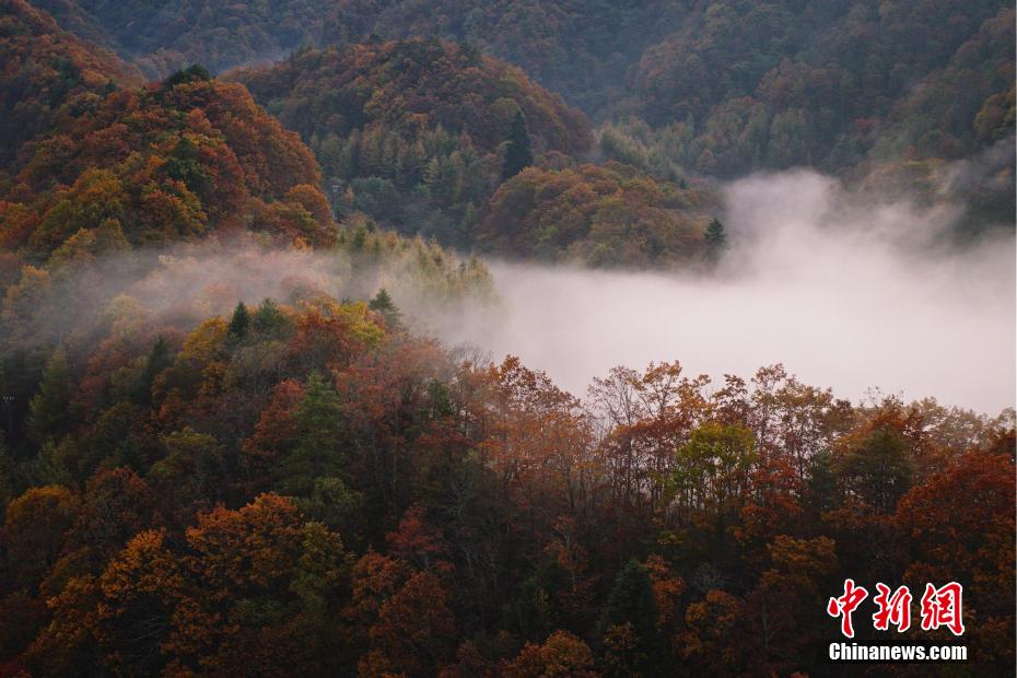 霧に包まれ、秋色に輝く山々　湖北省神農架