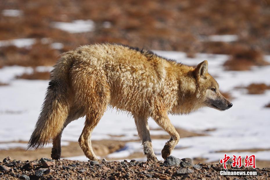 希少野生動(dòng)物がエサを求めて自由に走り回る阿爾金山　新疆