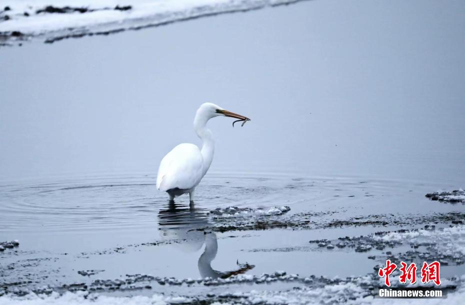 額爾古納濕地で初めて撮影された絶滅危懼のダイサギ　內蒙古