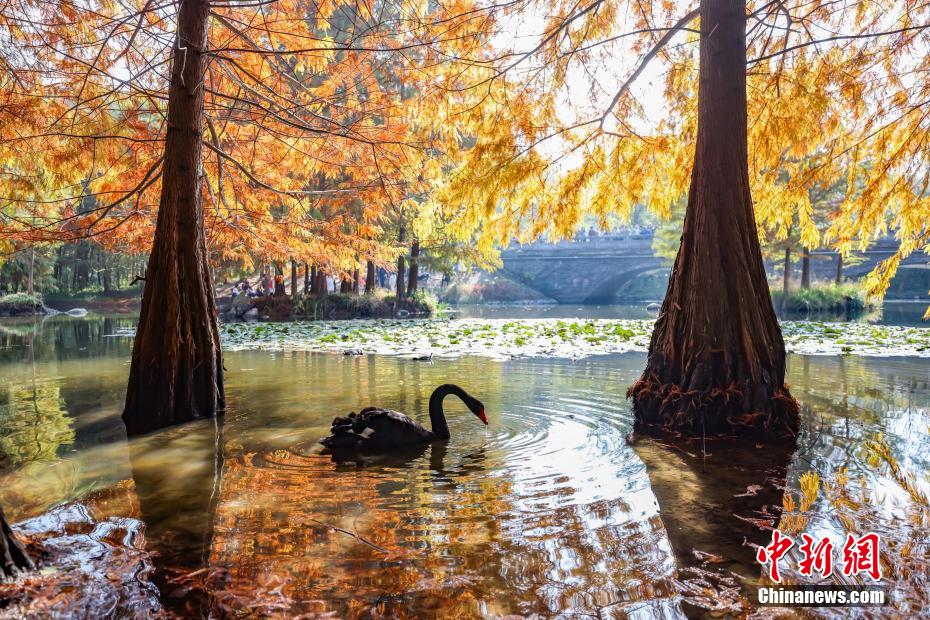 紅葉で幻想的な風(fēng)景広がる江蘇省南京の燕雀湖