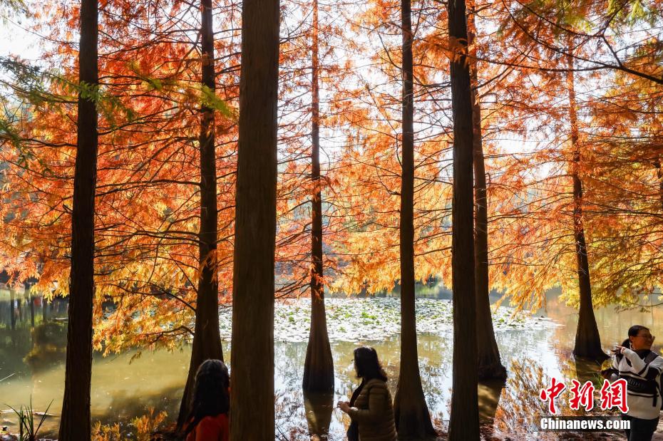 紅葉で幻想的な風(fēng)景広がる江蘇省南京の燕雀湖