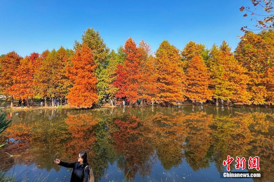 紅葉で幻想的な風(fēng)景広がる江蘇省南京の燕雀湖