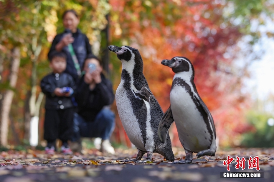 【音聲ニュース】紅葉や銀杏を愛でながら楽しく散策するペンギン