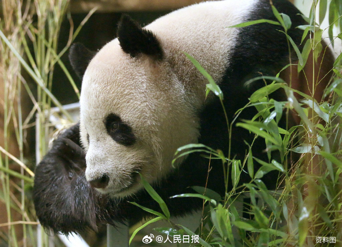 英國(guó)で飼育されていたパンダ「陽(yáng)光」と「甜甜」が中國(guó)に帰國(guó)