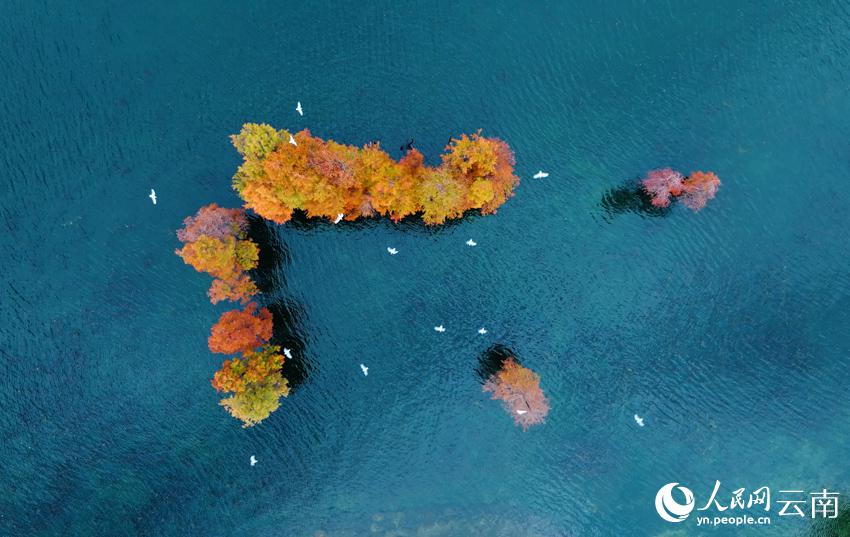 洱海で見るメタセコイアとユリカモメ　雲(yún)南省