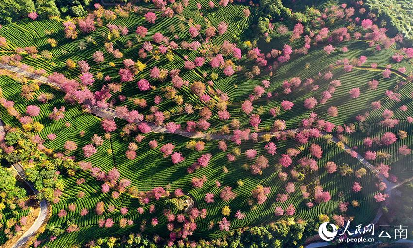 満開を迎えた無量山の冬咲きの桜　雲(yún)南省