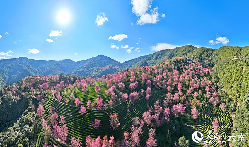 満開を迎えた無量山の冬咲きの桜　雲(yún)南省