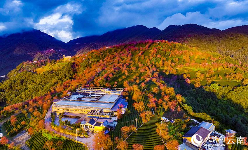 満開を迎えた無量山の冬咲きの桜　雲(yún)南省