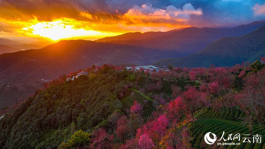 満開を迎えた無量山の冬咲きの桜　雲(yún)南省