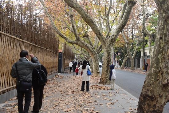 上海市岳陽(yáng)路のプラタナスの落ち葉。