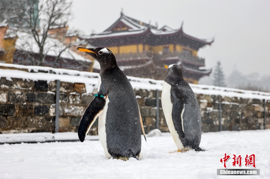 城壁に登って雪景色を楽しむ南京海底世界のジェンツーペンギン（12月18日撮影?泱波）。