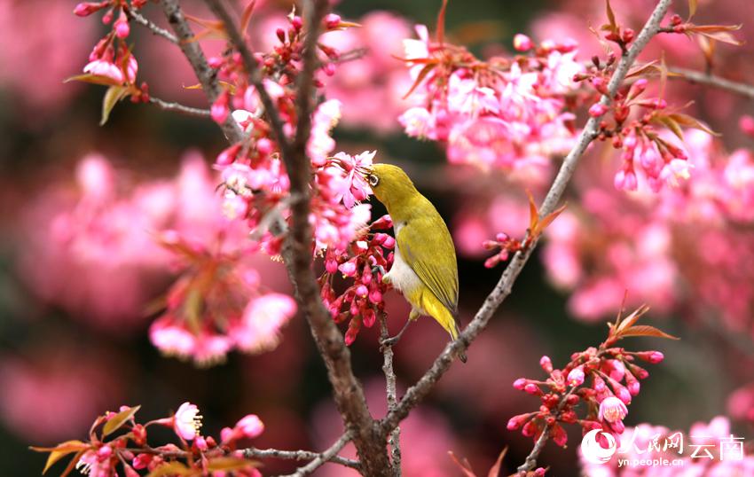 冬桜が満開迎え、鳥がさえずる雲(yún)南省曲北