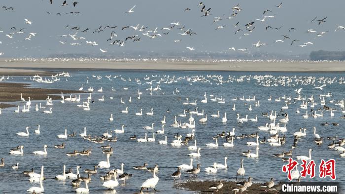 水環(huán)境が大幅に改善され「渡り鳥の楽園」になった長江　江西省