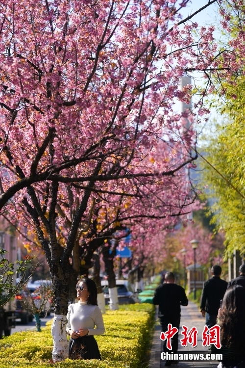 満開(kāi)の冬桜香る「春城」の冬絵巻　雲(yún)南省昆明