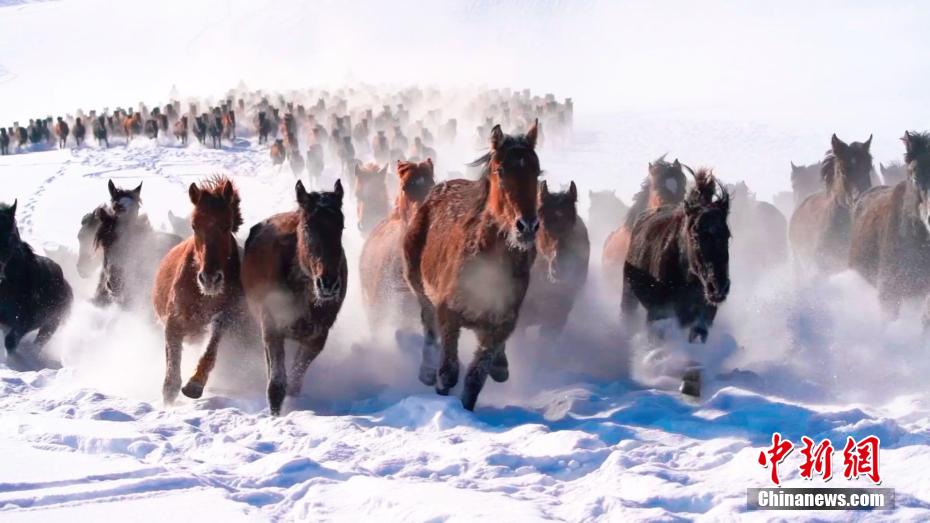 馬の群れが雪原を疾走　新疆?昭蘇