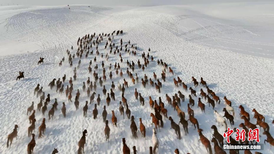 馬の群れが雪原を疾走　新疆?昭蘇