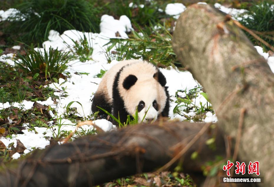 生後半年の赤ちゃんパンダの名前が決定　重慶動物園