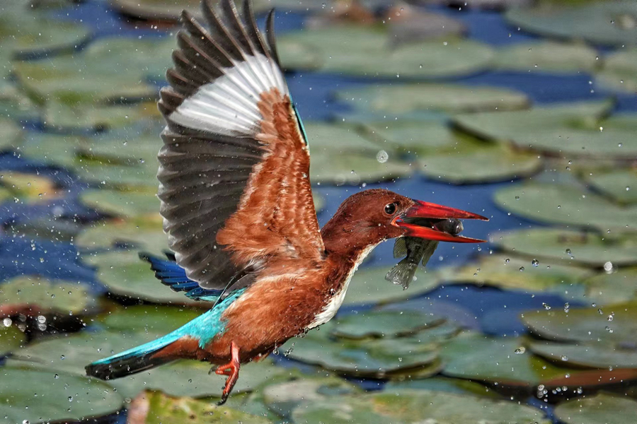 アオショウビンが魚(yú)を捕らえると水しぶきが上がった。（撮影?関陟遠(yuǎn)）