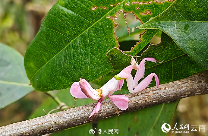 ピンクのカマキリ？雲(yún)南省寧洱でランハナカマキリの撮影に成功