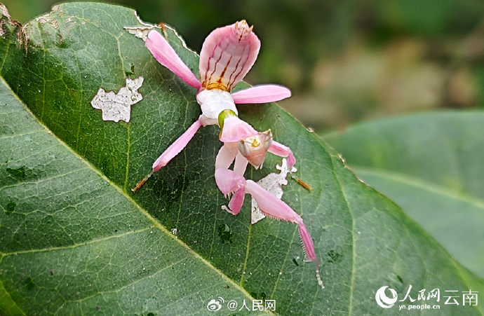 ピンクのカマキリ？雲(yún)南省寧洱でランハナカマキリの撮影に成功