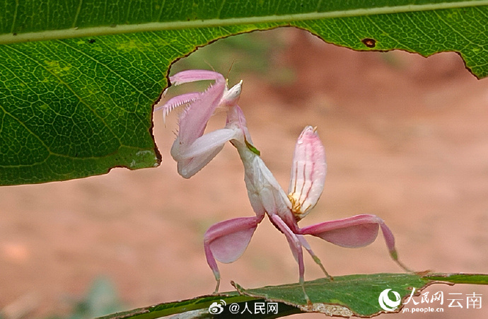 ピンクのカマキリ？雲(yún)南省寧洱でランハナカマキリの撮影に成功