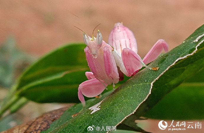 ピンクのカマキリ？雲(yún)南省寧洱でランハナカマキリの撮影に成功