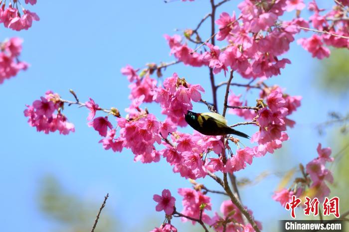 市民や観光客を魅了する満開の桜　福建省