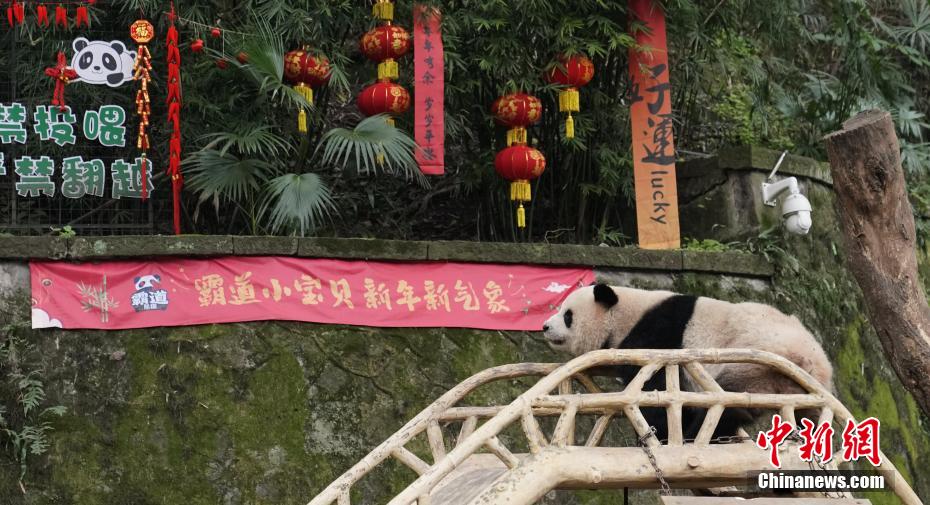 重慶動物園のパンダ4頭に春節(jié)のプレゼントとして新しい遊具