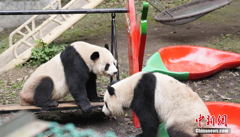 重慶動物園のパンダ4頭に春節(jié)のプレゼントとして新しい遊具