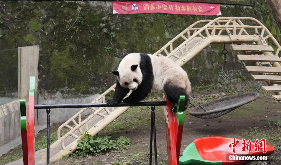 重慶動物園のパンダ4頭に春節(jié)のプレゼントとして新しい遊具