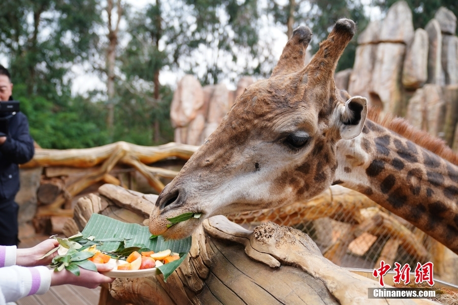 春節(jié)特別メニューを味わう動物たち　雲(yún)南省昆明