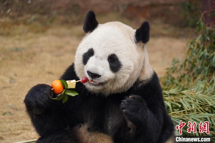 「年越し料理」を食べるパンダの「半半（バンバン）」。寫真は杭州野生動物世界が提供