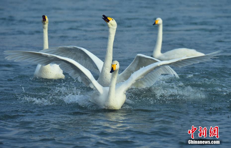 春節(jié)連休に人気を集めた「白鳥(niǎo)の湖」　新疆