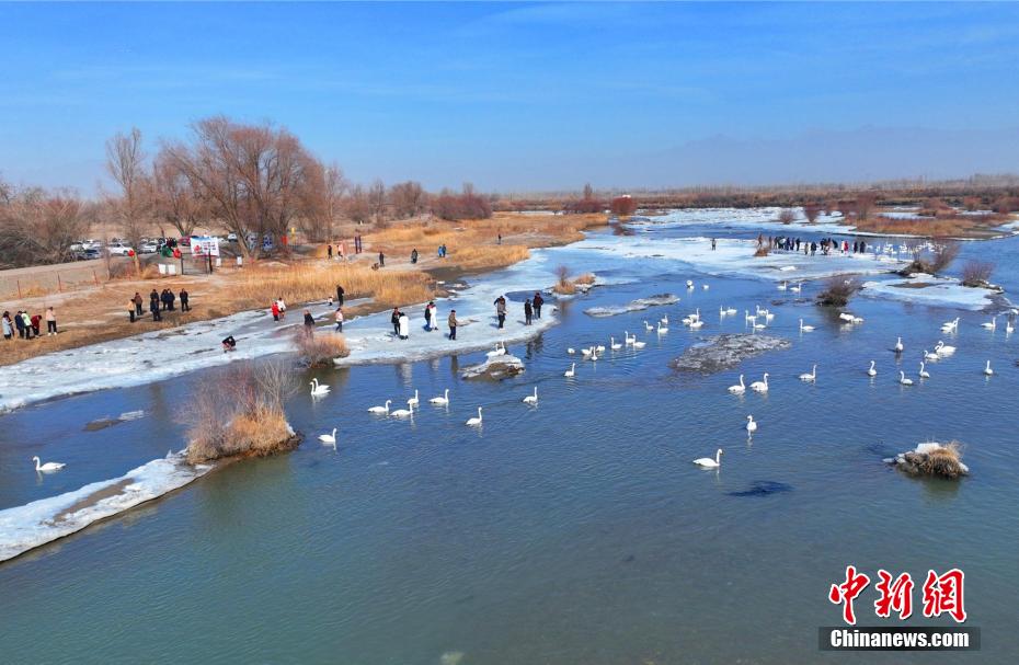 春節(jié)連休に人気を集めた「白鳥の湖」　新疆